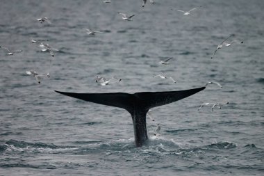 büyük sperm balina kuyruk (Physeter macrocephalus) Pico ve Faial arasında sahil önünde derin dalış önce, batı Azores Adaları.