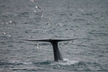 büyük sperm balina kuyruk (Physeter macrocephalus) Pico ve Faial arasında sahil önünde derin dalış önce, batı Azores Adaları.