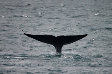 büyük sperm balina kuyruk (Physeter macrocephalus) Pico ve Faial arasında sahil önünde derin dalış önce, batı Azores Adaları.