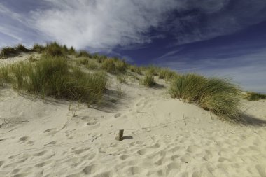 Kuzey Denizi 'nde Hollandalı kum tepeleri olan güzel bir manzara.