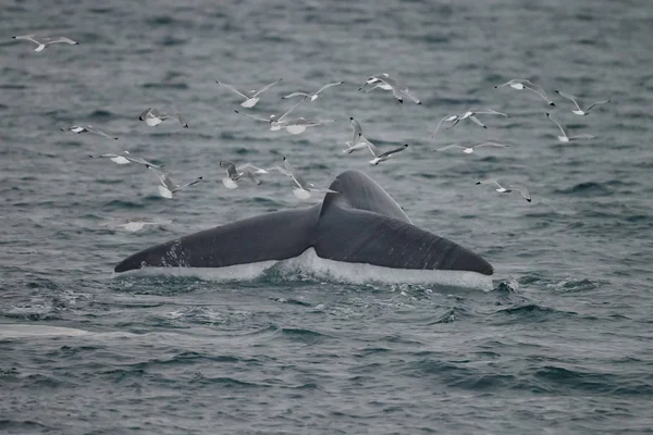 Cauda Grande Cachalote Physeter Macrocephalus Antes Mergulho Profundo Frente Costa — Fotografia de Stock