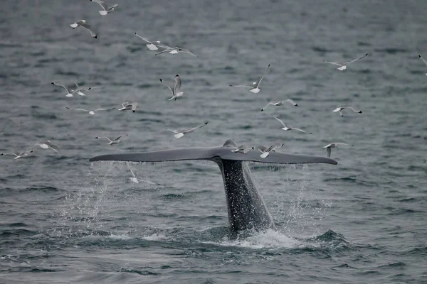 西アゾレス諸島のピコとフェイアルの間の海岸の前で深いダイビングの前に大きなマッコウクジラ フィセッターマクロセファルス — ストック写真