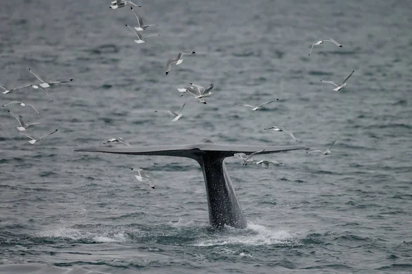 Cola Gran Cachalote Physeter Macrocephalus Antes Bucear Frente Costa Entre — Foto de Stock