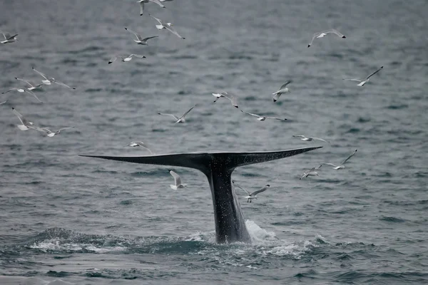 Cola Gran Cachalote Physeter Macrocephalus Antes Bucear Frente Costa Entre — Foto de Stock