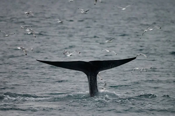 大抹香鲸的尾巴 Physeter巨头 在皮科和法亚尔之间的海岸前深潜 在西亚速尔群岛 — 图库照片