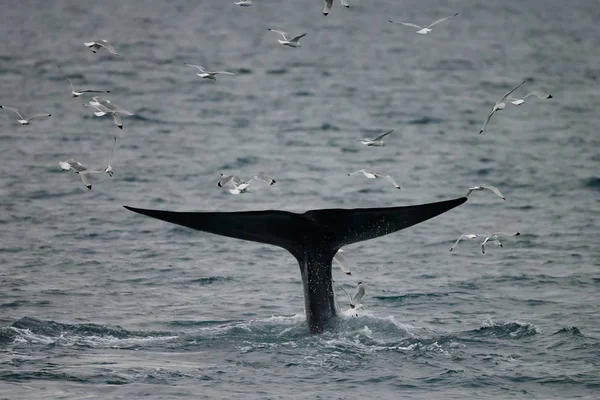 Cauda Grande Cachalote Physeter Macrocephalus Antes Mergulho Profundo Frente Costa — Fotografia de Stock