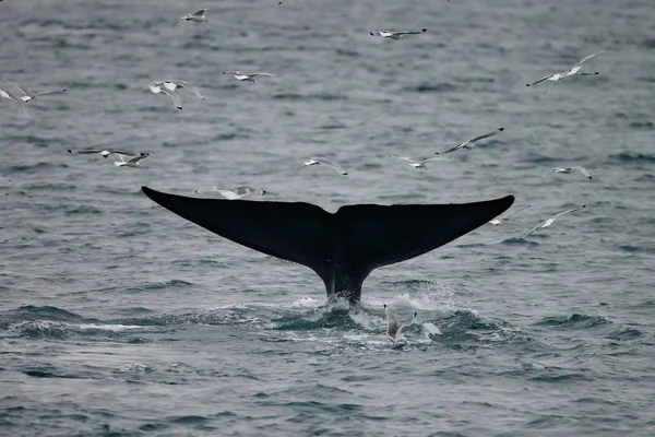 Cola Gran Cachalote Physeter Macrocephalus Antes Bucear Frente Costa Entre — Foto de Stock