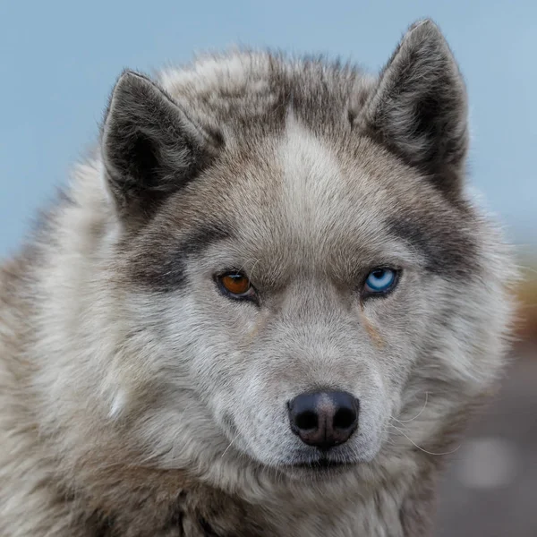 Πορτρέτο Ενός Σιβηρίας Husky Σκύλου Στο Spitsbergen — Φωτογραφία Αρχείου