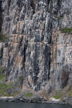 Güzel siyah bacaklı Kittiwake kuşları Spitsbergen 'de kayalarda