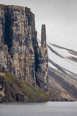 Spitsbergen 'de güzel siyah bacaklı Kittiwake kuşları olan harika uçurumlar