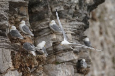 Spitsbergen 'deki kayalıklardaki güzel siyah bacaklı Kittiwake kuşlarının yakın çekim görüntüsü