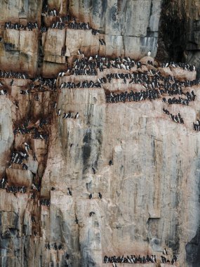 Güzel siyah bacaklı Kittiwake kuşları Spitsbergen kayalıklarında