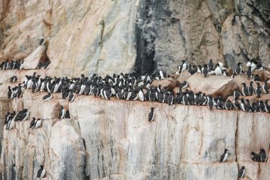 Güzel siyah bacaklı Kittiwake kuşları Spitsbergen kayalıklarında