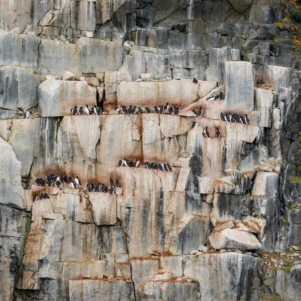 Hermoso Negro Patas Gatito Despertar Aves Rocas Spitsbergen —  Fotos de Stock