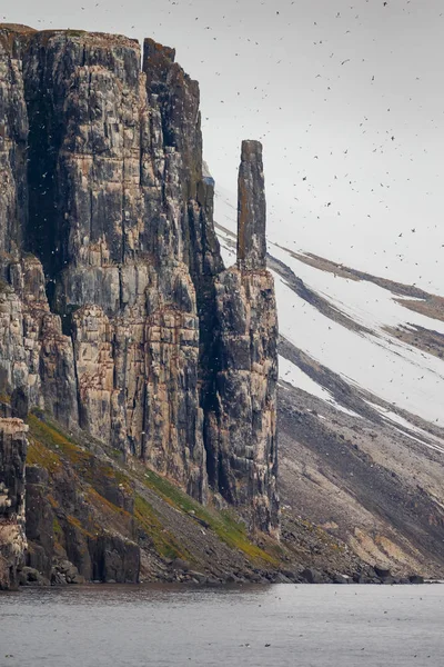 Penhascos Incríveis Com Belas Aves Kittiwake Pernas Pretas Spitsbergen — Fotografia de Stock