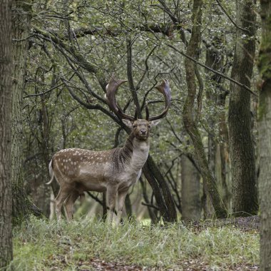 Çiftleşme mevsiminde geyik doğada yaşar.