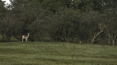 Çiftleşme mevsiminde geyik doğada yaşar.