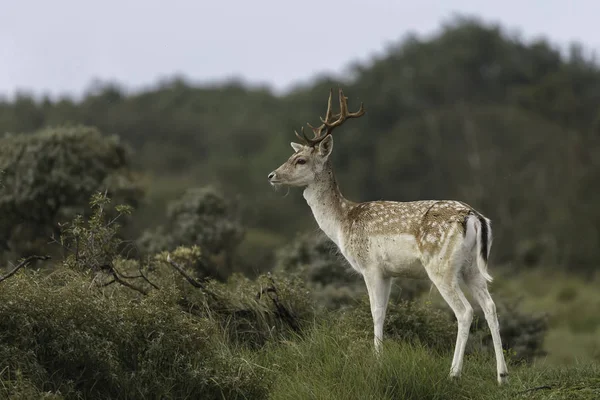 Cervos Rasos Natureza Durante Época Acasalamento — Fotografia de Stock