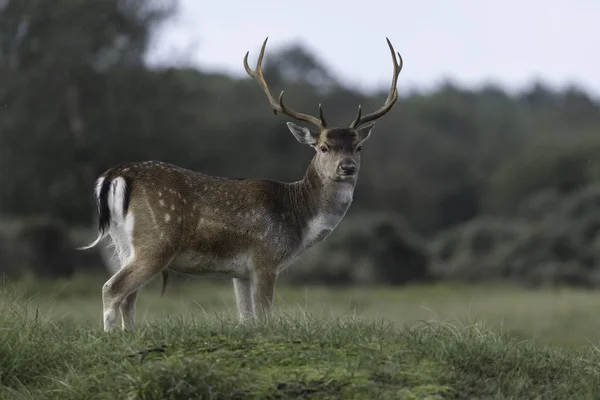 Cervi Natura Durante Stagione Degli Amori — Foto Stock