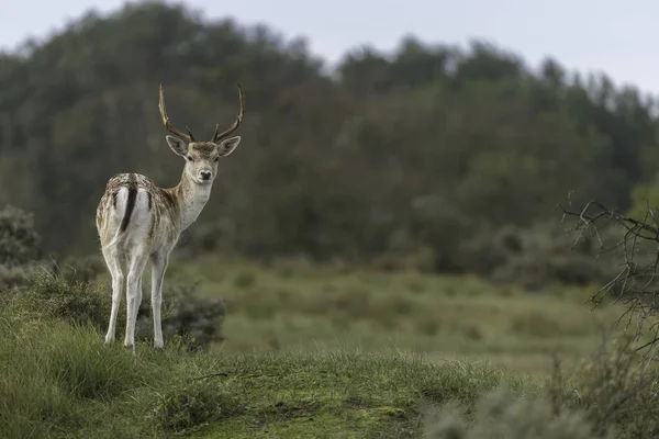 繁殖期に自然界の流行鹿 — ストック写真