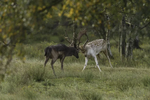 Jachères Dans Nature Pendant Saison Des Amours — Photo