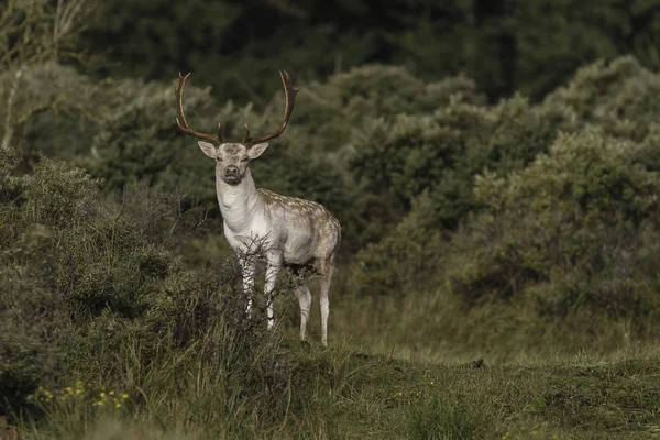 交配季节在大自然中放肆的鹿群 — 图库照片