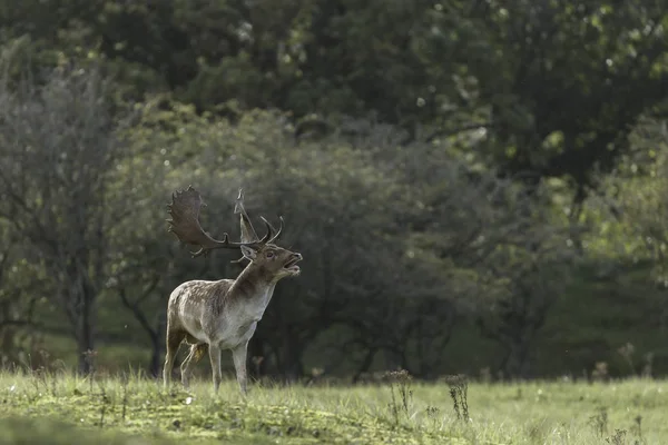 Fallow Deer Nature Mating Season — Stock Photo, Image