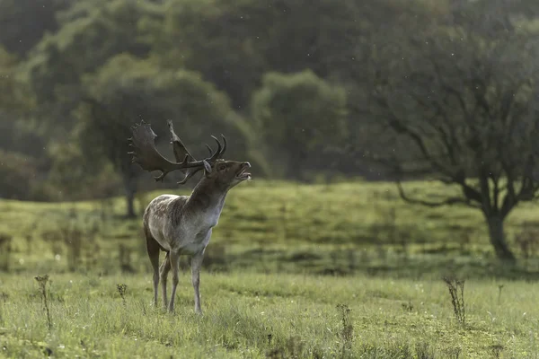 Ciervo Poca Profundidad Naturaleza Durante Temporada Apareamiento —  Fotos de Stock