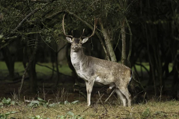 Cervos Rasos Natureza Durante Época Acasalamento — Fotografia de Stock