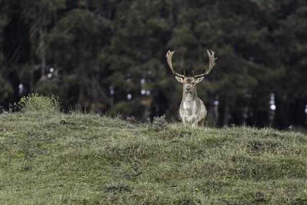 Damherten Natuur Tijdens Paartijd — Stockfoto