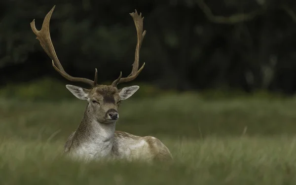 Cervi Natura Durante Stagione Degli Amori — Foto Stock