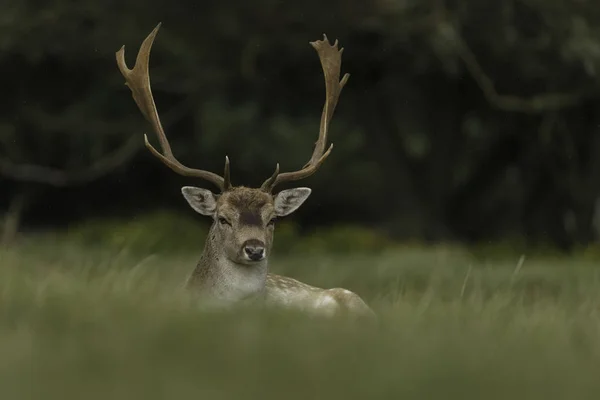 Fallow Deer Nature Mating Season — Stock Photo, Image
