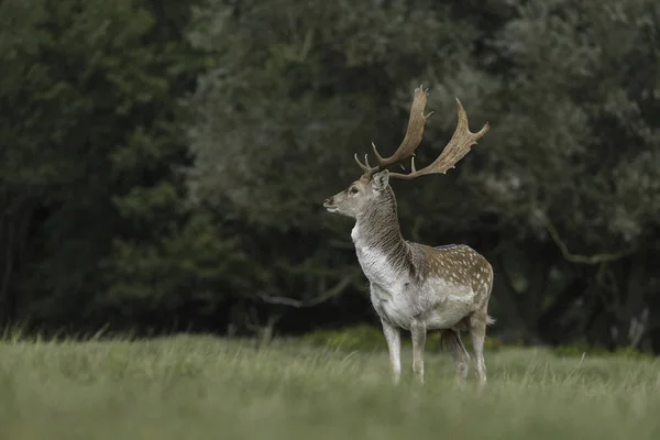 Damherten Natuur Tijdens Paartijd — Stockfoto