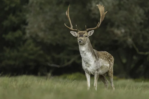 繁殖期に自然界の流行鹿 — ストック写真