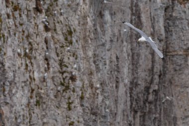 Bir ağaç gövdesi kabuğu