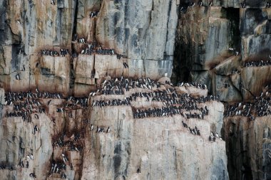 doğal desenli eski ahşap duvar