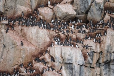 eski taş duvar dokusu arkaplanı. 