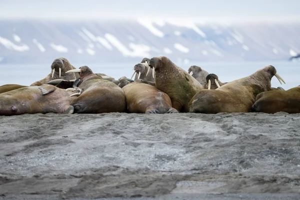 Robben Strand Meeresnähe — Stockfoto