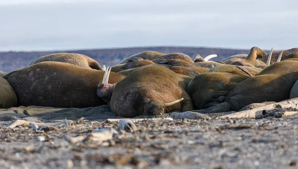 Robben Strand Meeresnähe — Stockfoto