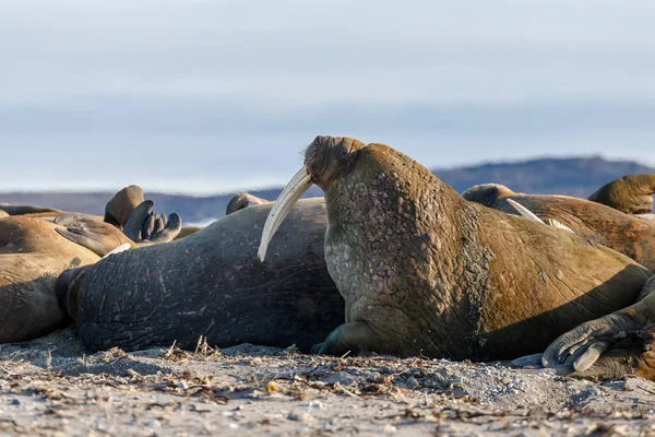 Robben Strand Meeresnähe — Stockfoto