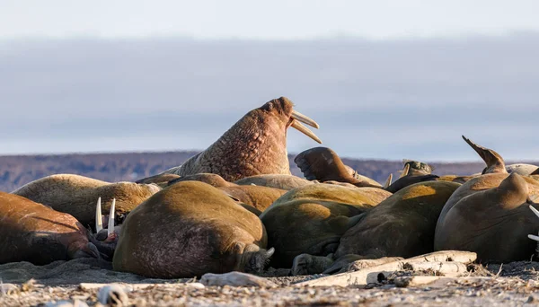 seals on the beach near the sea