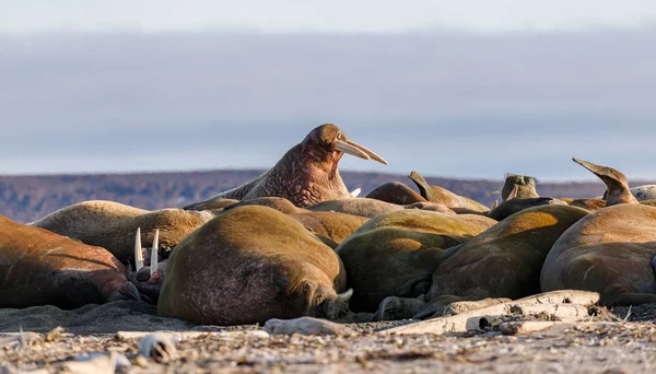 Robben Strand Meeresnähe — Stockfoto