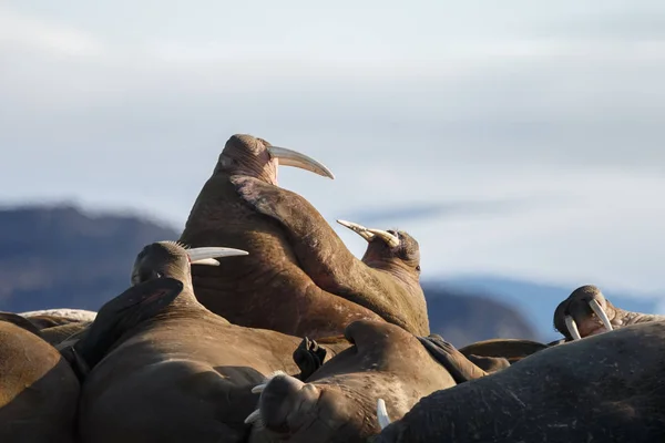 Robben Strand Meeresnähe — Stockfoto