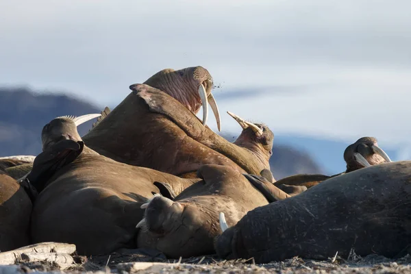 Robben Strand Meeresnähe — Stockfoto