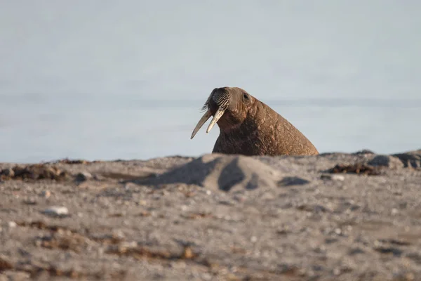 Vildhavssäl Stranden — Stockfoto