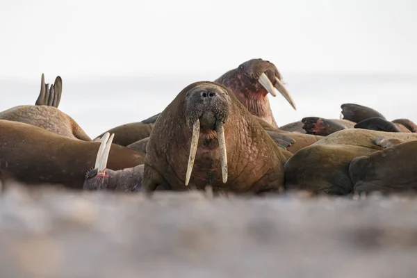 Sälar Stranden Nära Havet — Stockfoto