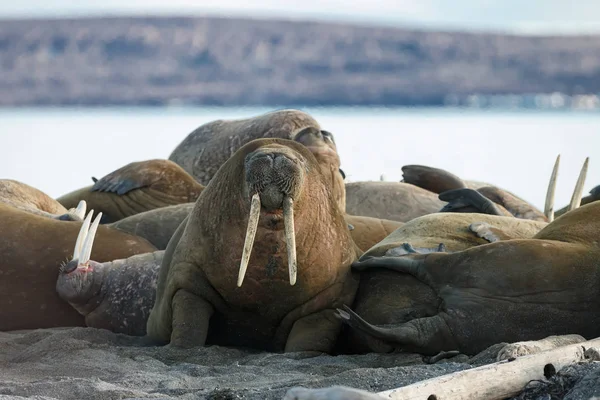 Phoques Sur Plage Près Mer — Photo