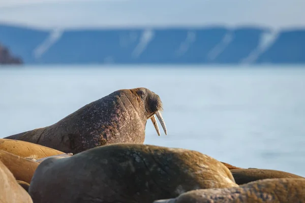 Deniz Kenarındaki Sahilde Foklar — Stok fotoğraf