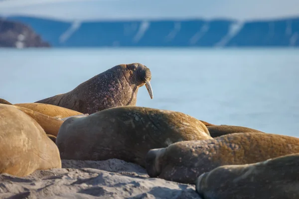 Robben Strand Meeresnähe — Stockfoto