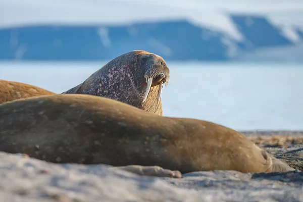 Robben Strand Meeresnähe — Stockfoto